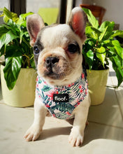 Load image into Gallery viewer, Pup of Paradise -Adjustable Harness